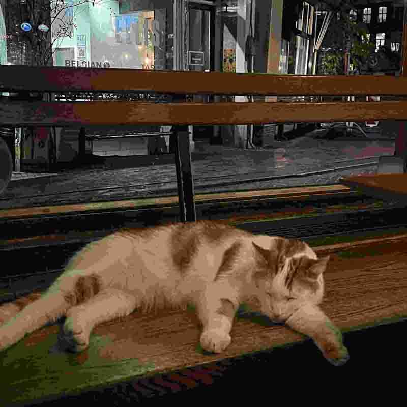 Cozy Dutch café at night with a cat resting on a wooden bench outside, capturing relaxed evening dining culture in the Netherlands.