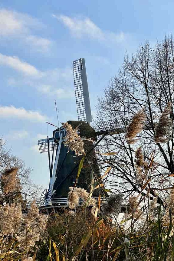 Traditional Dutch windmill in Amsterdam West surrounded by tall grass and bare trees under a blue sky.