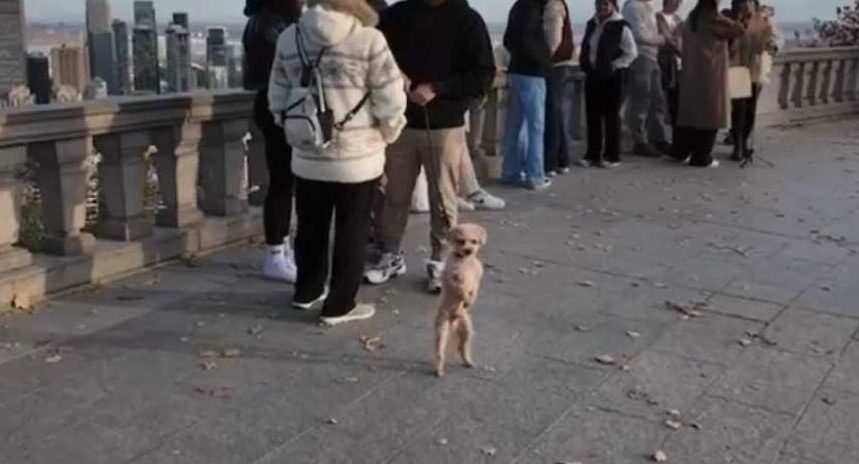 People enjoying the panoramic view of Montreal on top of Mount Royal 
