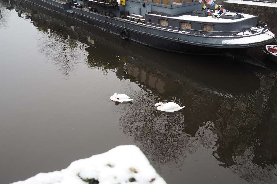 Swans swimming in Snowy Amsterdam