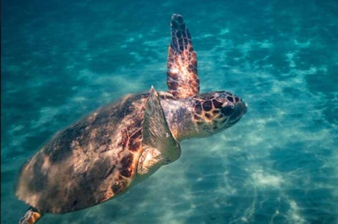 Caretta Caretta Zanga Beach Koroni
