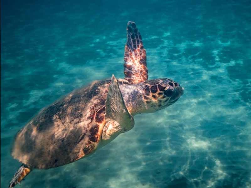 Caretta Caretta: Discover in 2026 the Stunning Beachfront of Pansion Koroni L’Antic