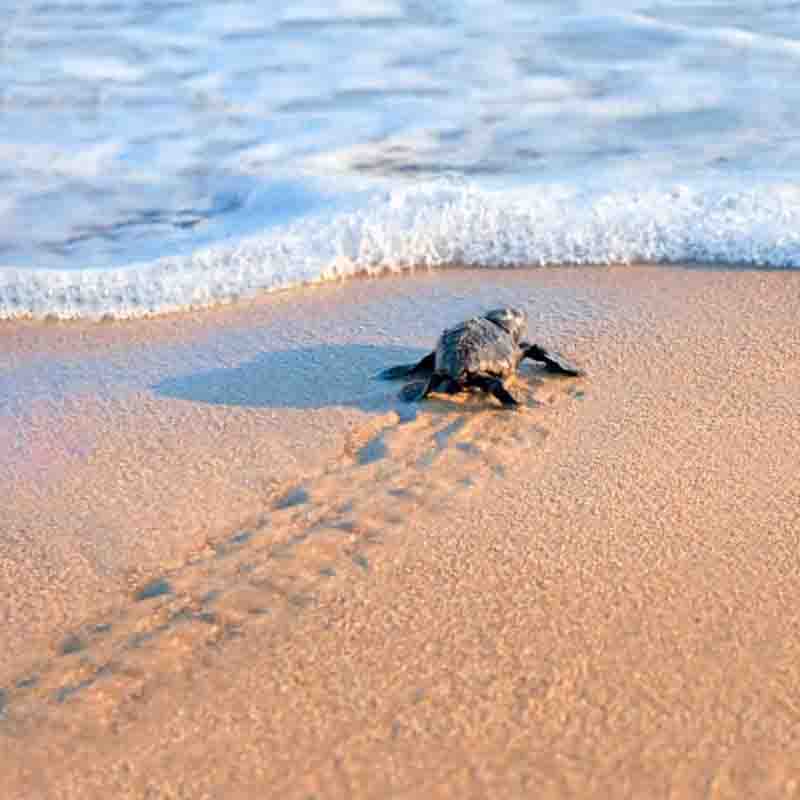 Caretta Caretta turtle