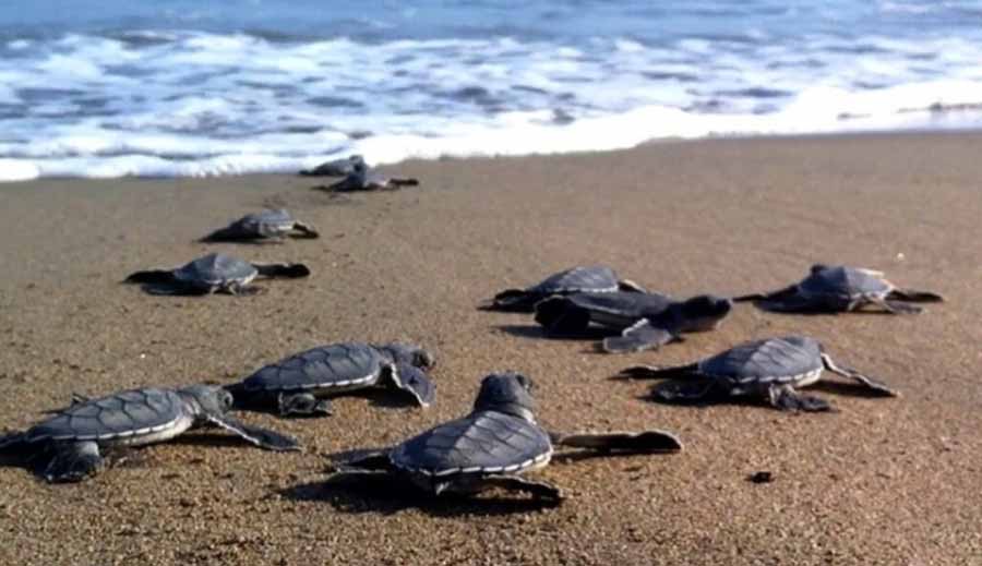 Caretta Caretta hatchlings making their way to the sea