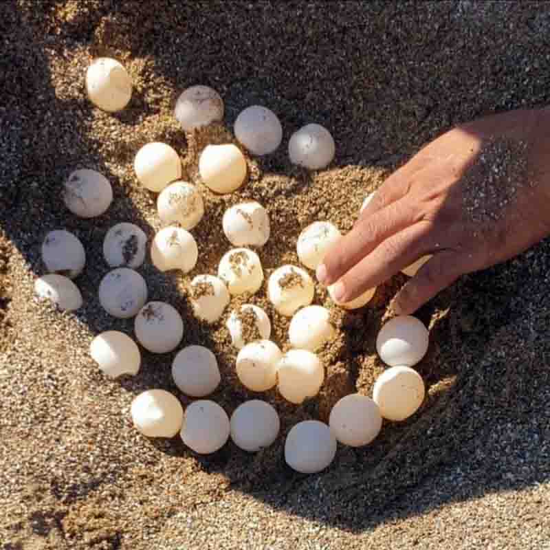 Nest with Caretta Caretta eggs 