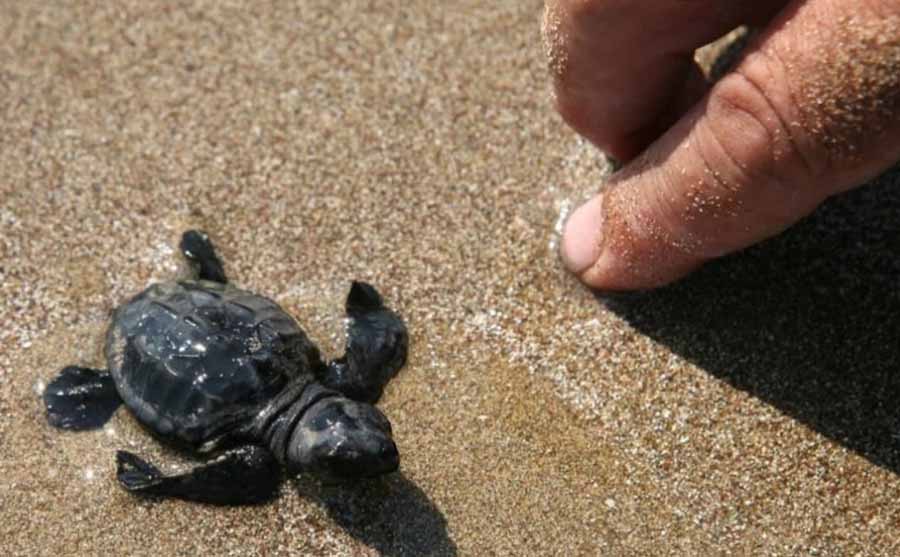 Baby Turtle next to human hand