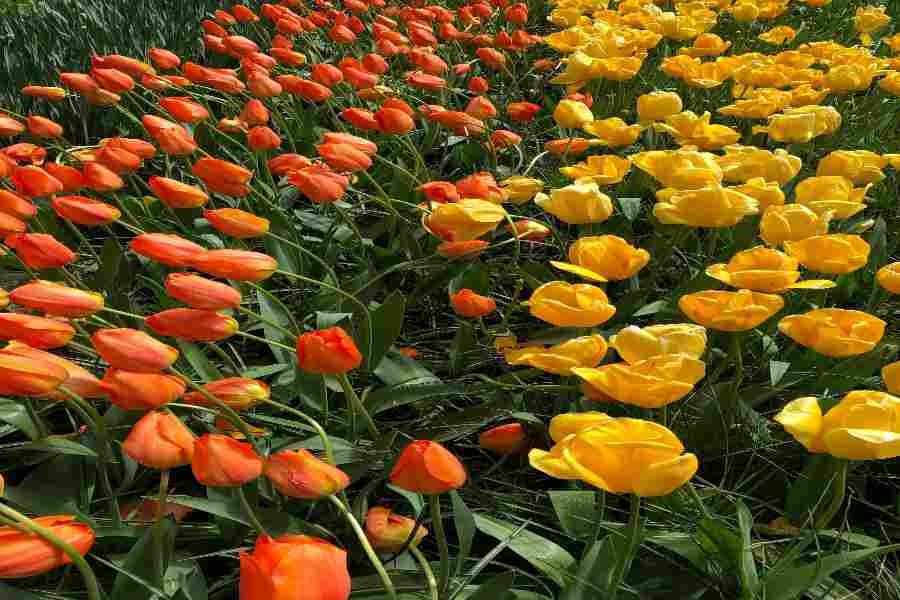 Orange & Yellow Tulips in Keukenhof