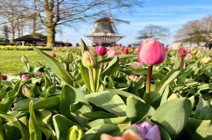 Windmill in Keukenhof