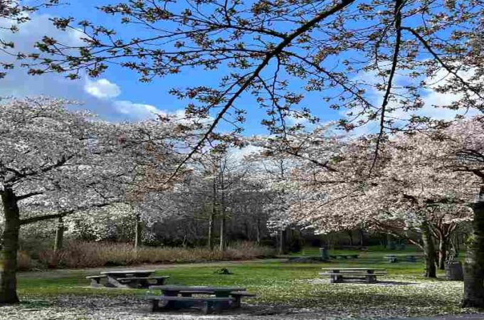 Cherry Blossoms in Westerpark, Amsterdam