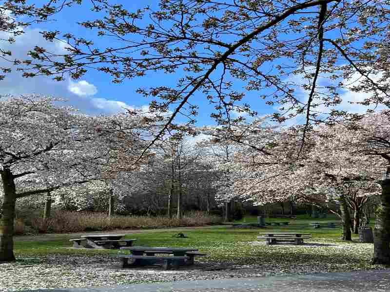 Cherry Blossoms in Amsterdam (2026 Guide): Where to See Them Right Now