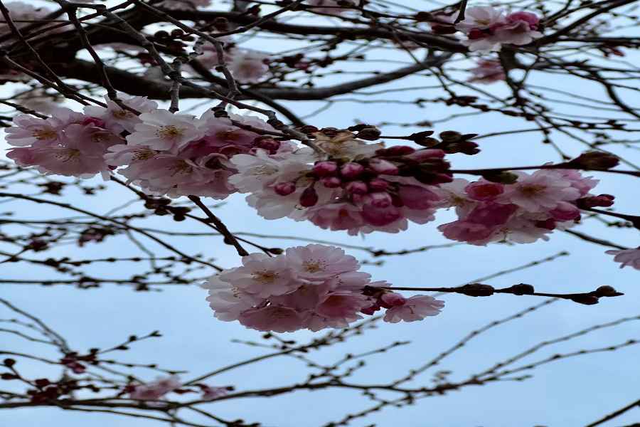 Cherry blossoms close up