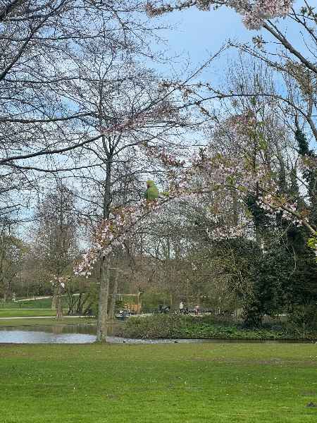 Parrot sitting on a cherry tree