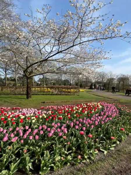 Cherry tree & tulips in Keukenhof
